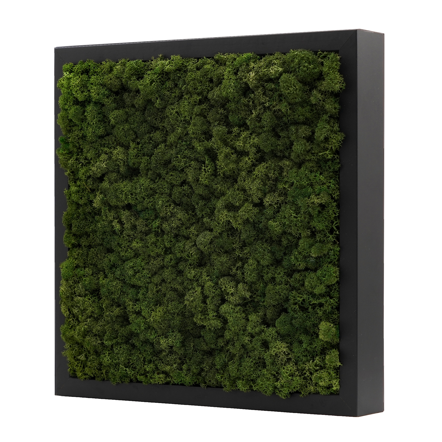 스칸디아모스액자 프라모프레임_블랙 ( 25색상 )실내 공기정화식물 벽면인테리어소품 천연이끼 스칸디아모스 식물액자 플랜테리어
